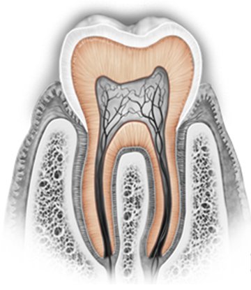 αδαμαντίνη δοντιών