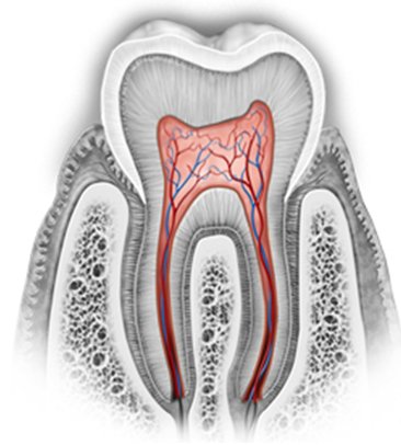 αδαμαντίνη δοντιών